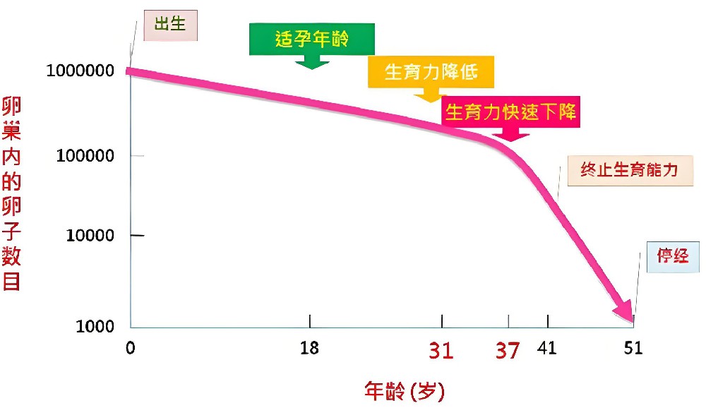 年龄对卵子的影响