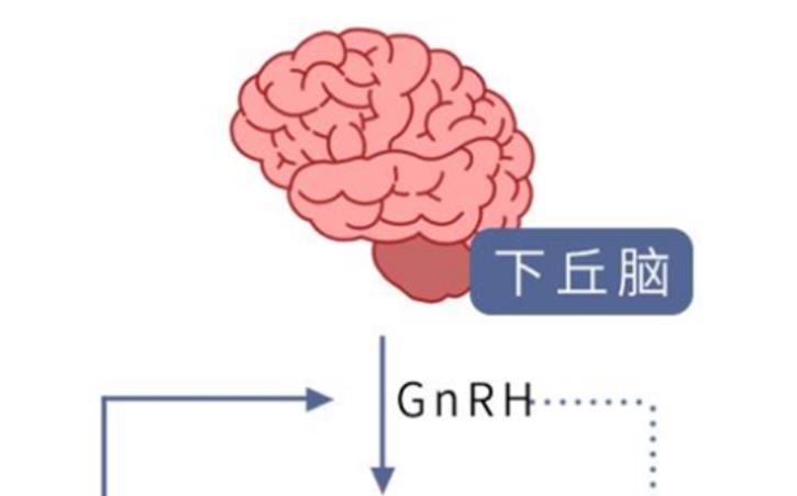 排卵异常和哪些因素有关？在广州能赴美做试管吗？