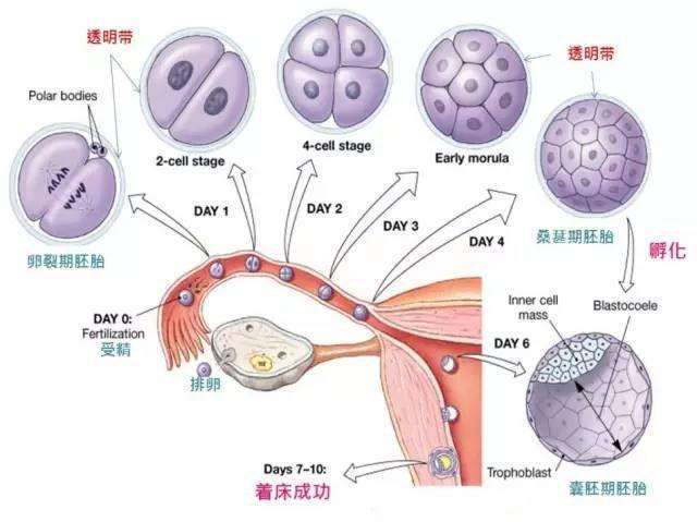 试管5次失败：取卵前、移植前、移植后，可做什么帮助成功？